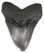 Grey, Serrated Megalodon Tooth - Georgia #55633-1